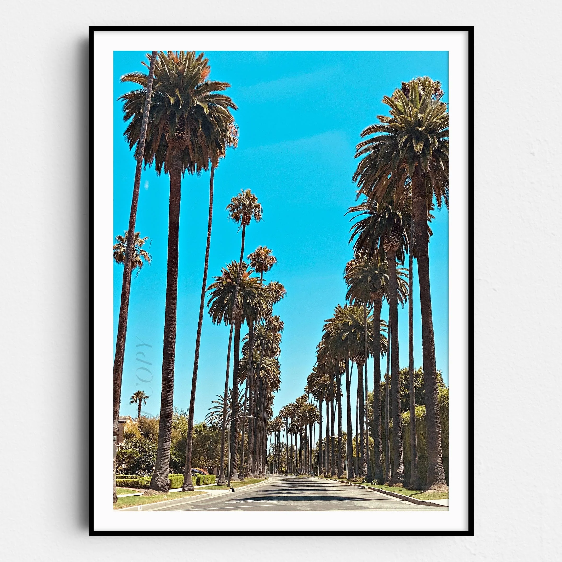 Los Angeles Palm Trees Street