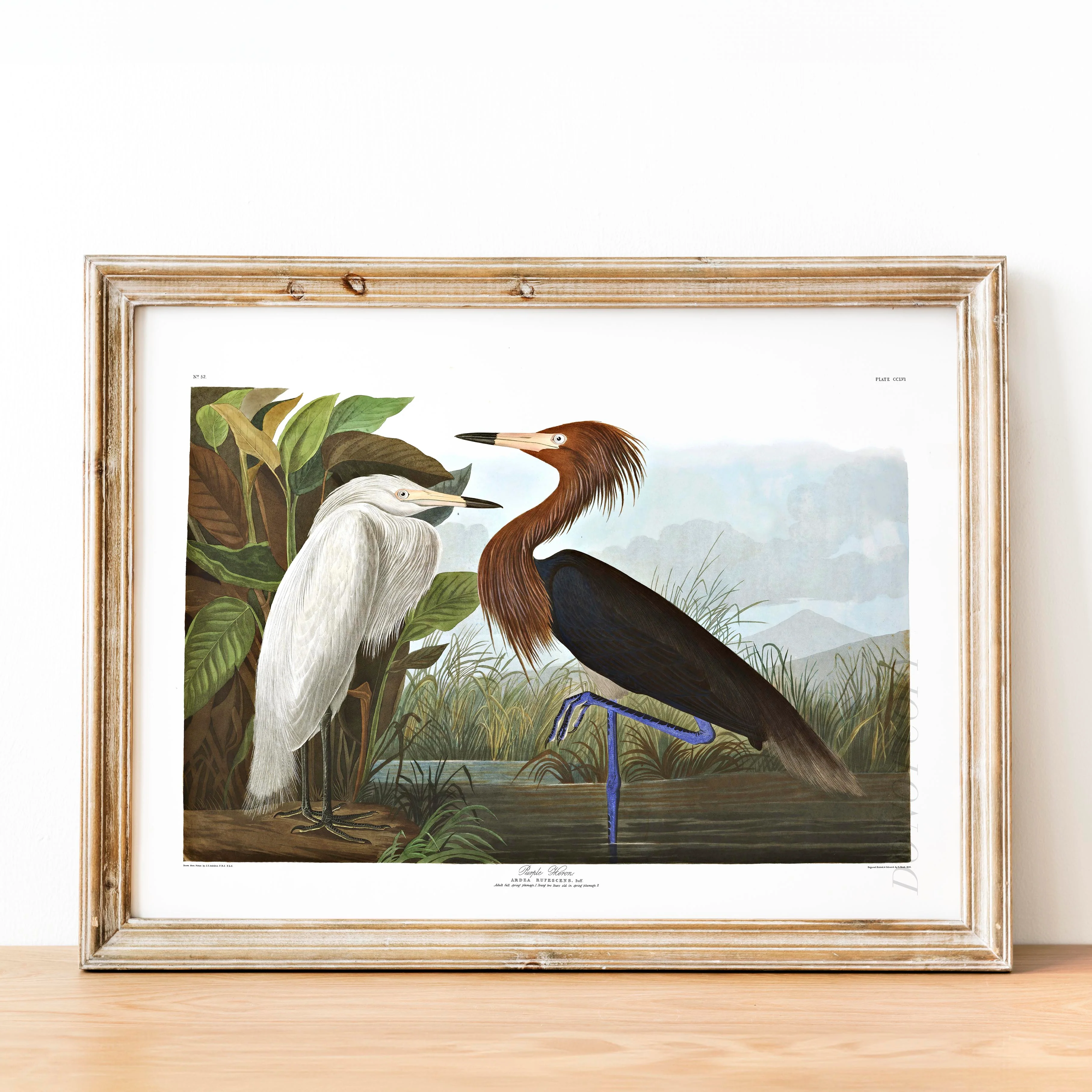 Purple Heron, Birds of America - Image 2
