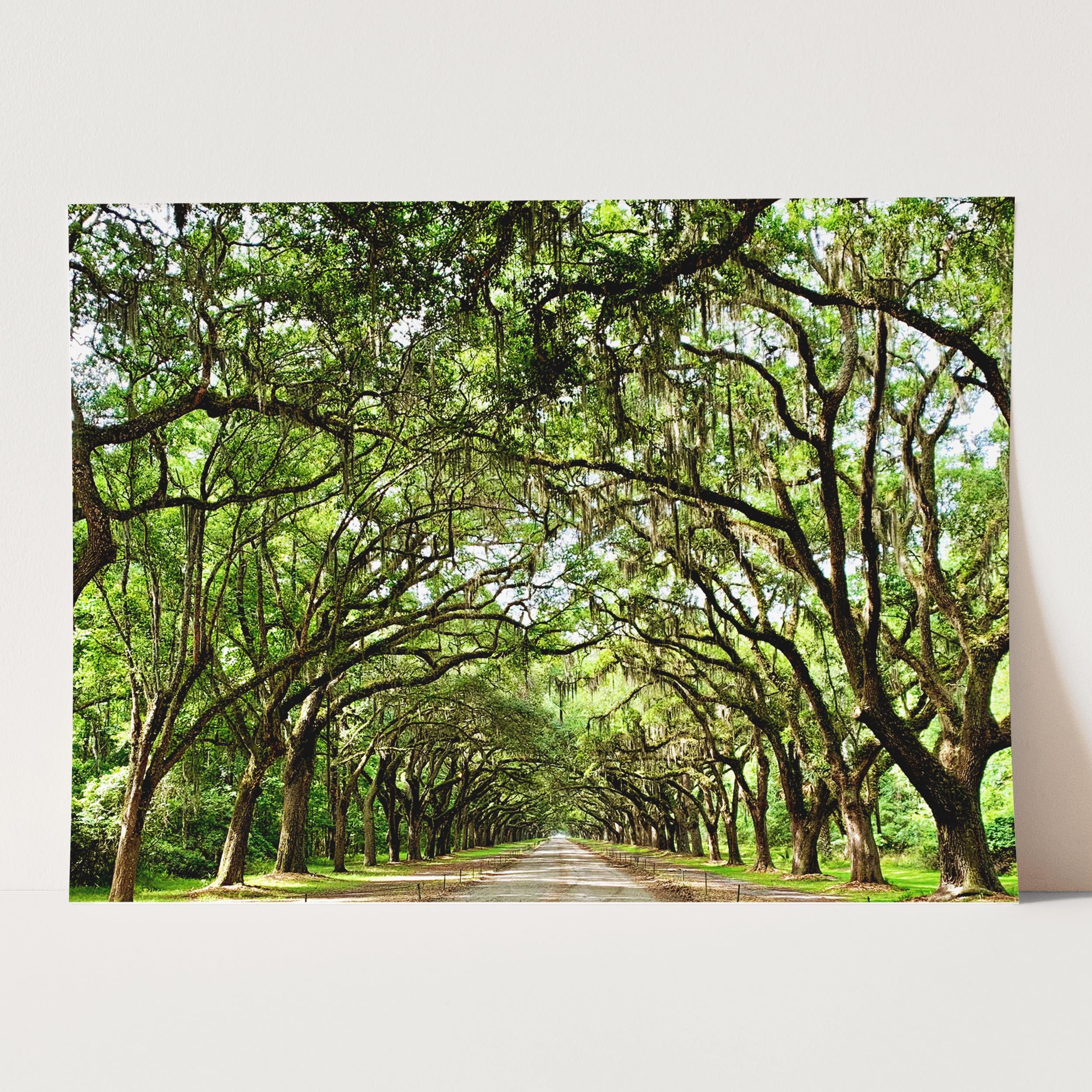 Savannah Georgia Oak Trees - Image 5
