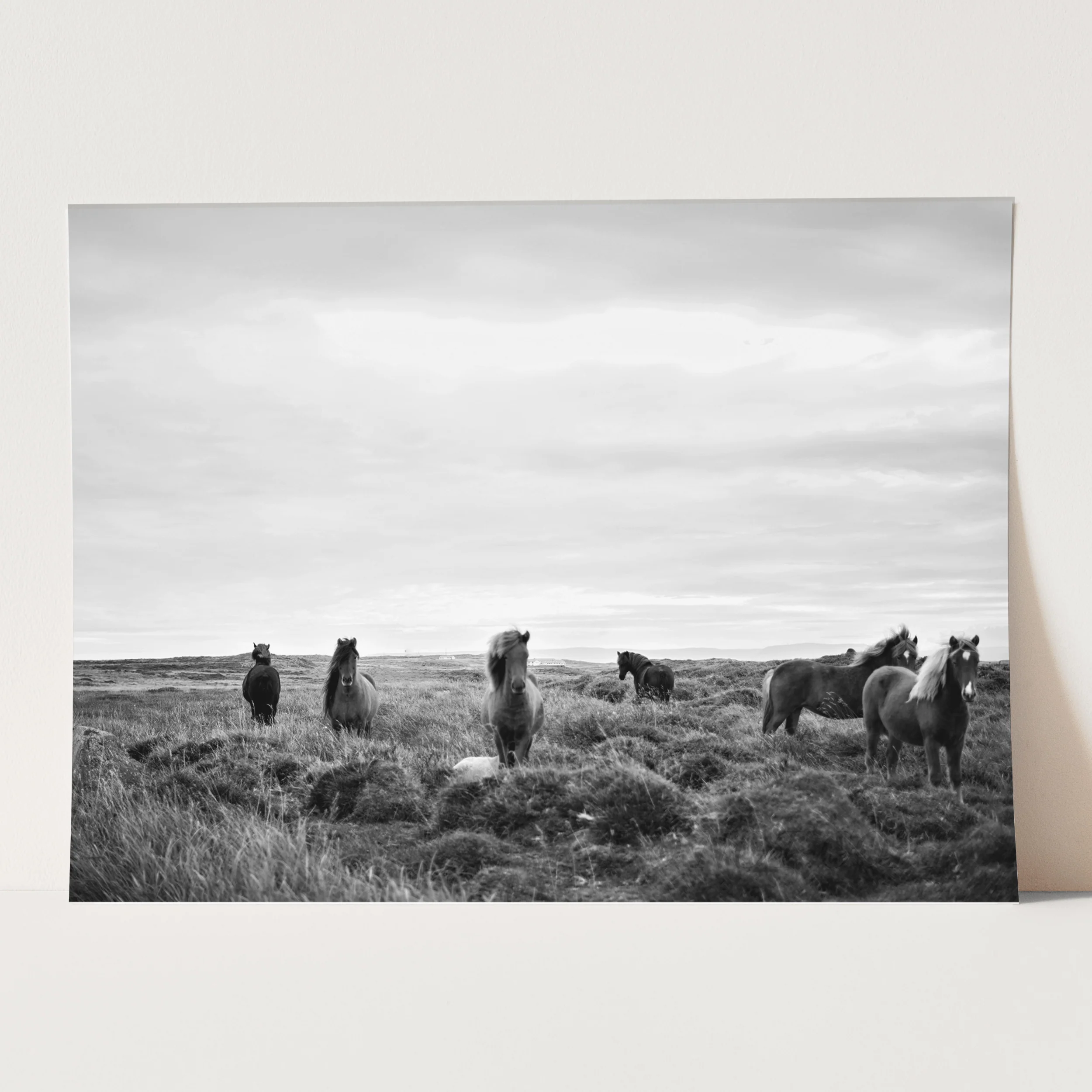 Wild Horses in Field - Image 3